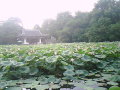 莫愁湖公园的荷花开始开放了 http://is.gd/1nNZn